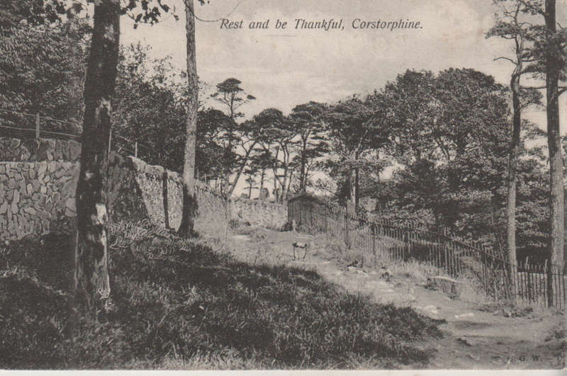 USED POST CARD 1905 TREES