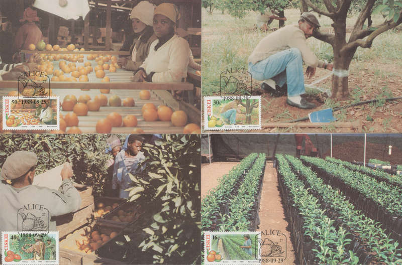 CISKEI  1988 Citrus Farming  MAXI CARD/ POST CARD SET