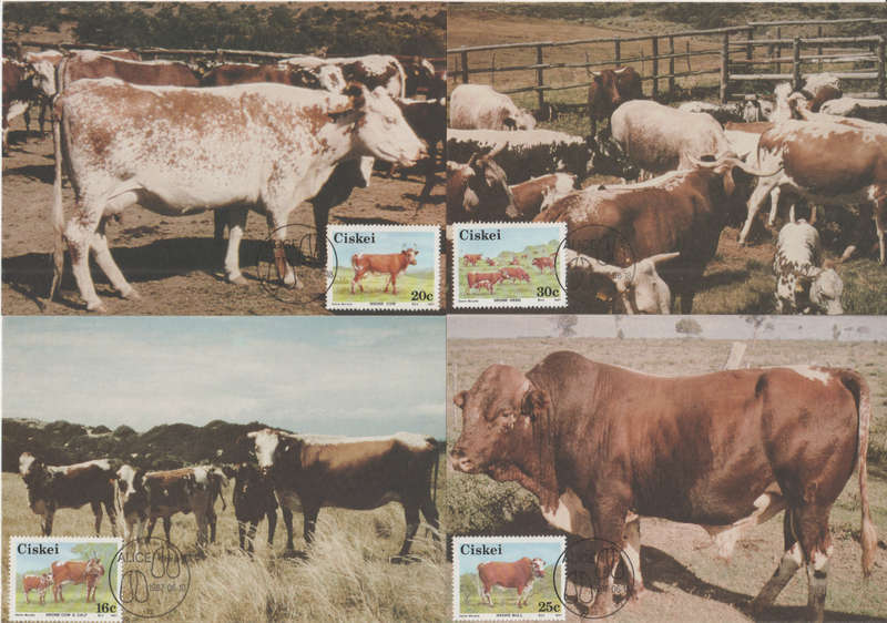 CISKEI 1987 Nkone Cattle MAXI CARD/ POST CARD SET