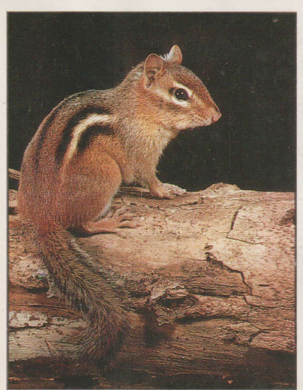 PANINI ANIMALS OF THE WORLD #3