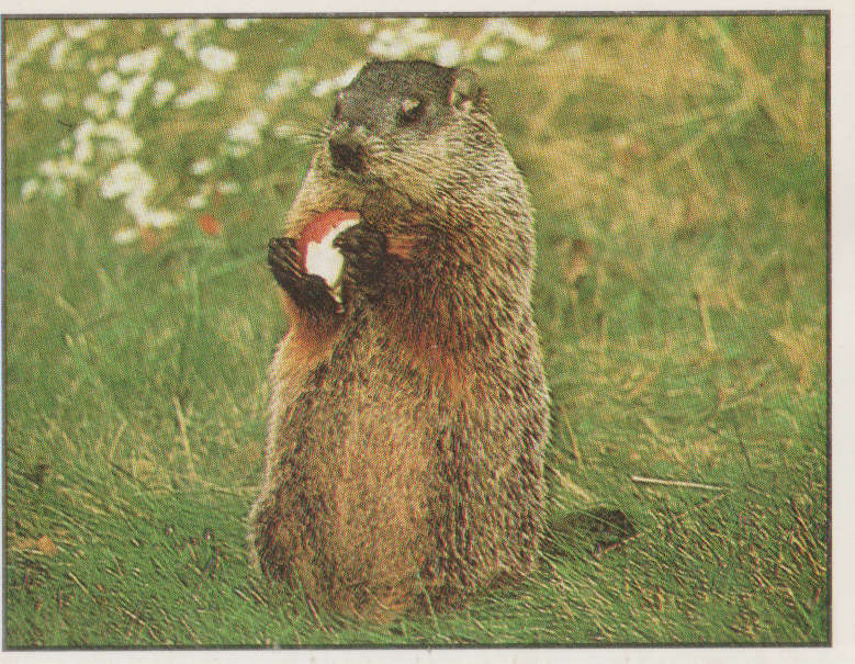 PANINI ANIMALS OF THE WORLD #4
