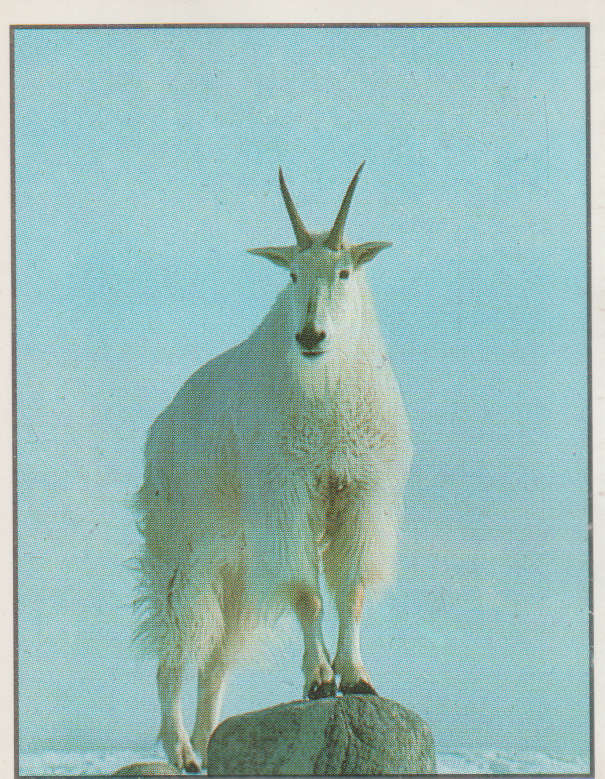 PANINI ANIMALS OF THE WORLD #5