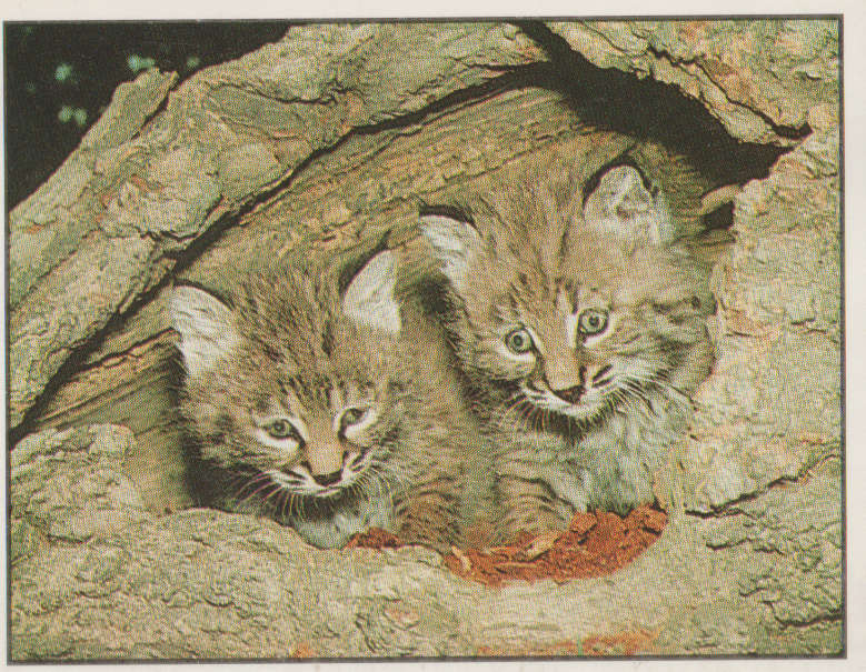 PANINI ANIMALS OF THE WORLD #6