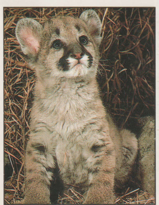PANINI ANIMALS OF THE WORLD #7
