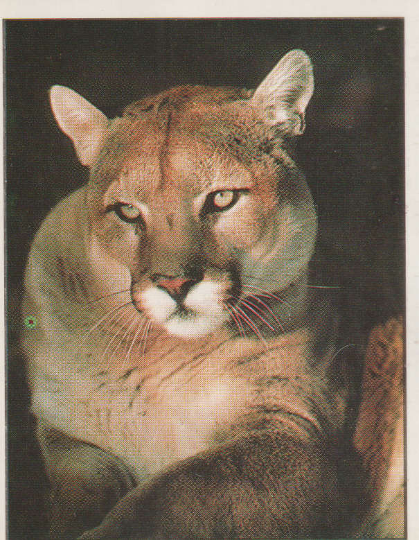 PANINI ANIMALS OF THE WORLD #8