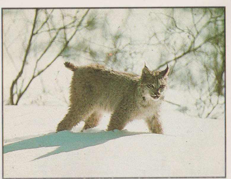 PANINI ANIMALS OF THE WORLD #9