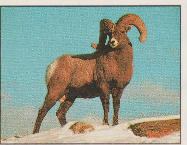 PANINI ANIMALS OF THE WORLD #10