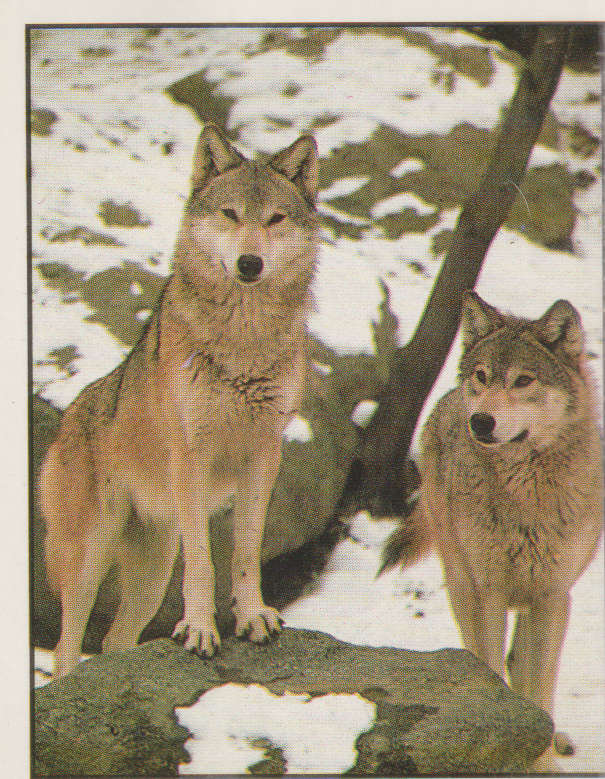 PANINI ANIMALS OF THE WORLD #11