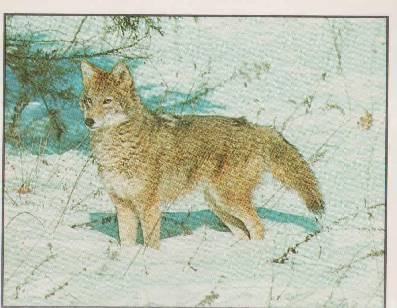 PANINI ANIMALS OF THE WORLD #12