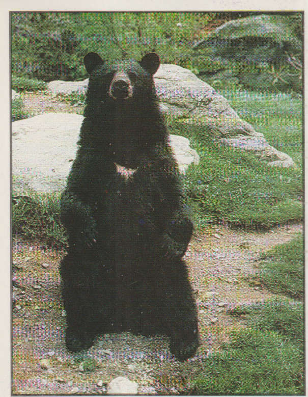 PANINI ANIMALS OF THE WORLD #13