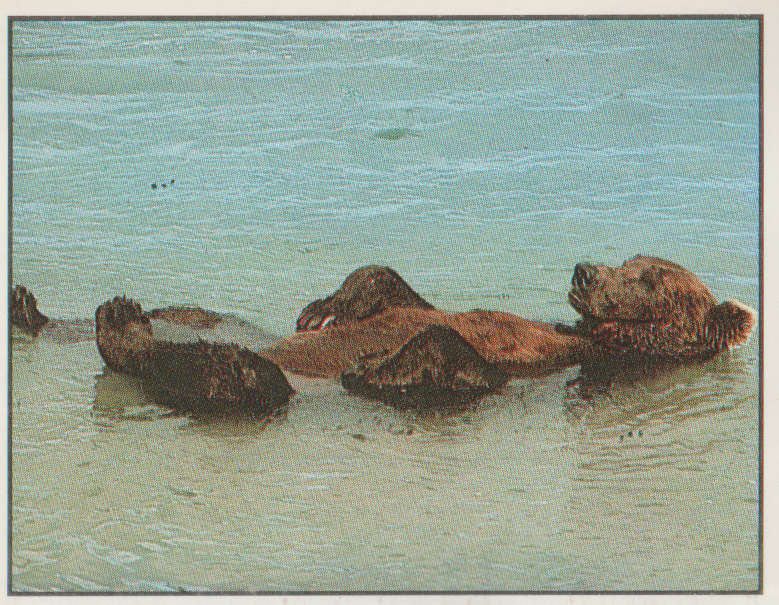 PANINI ANIMALS OF THE WORLD #14