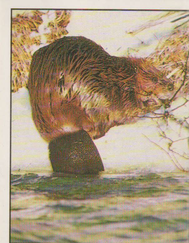 PANINI ANIMALS OF THE WORLD #17