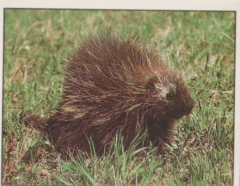 PANINI ANIMALS OF THE WORLD #18