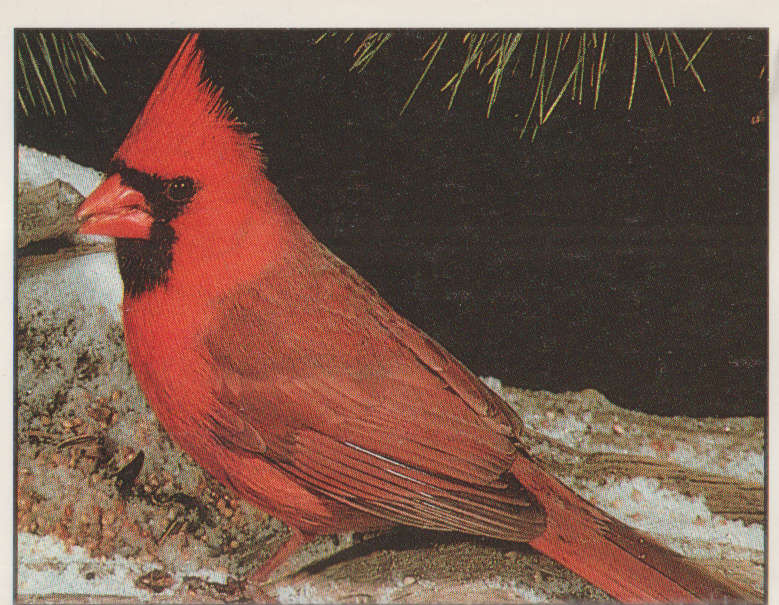 PANINI ANIMALS OF THE WORLD #20