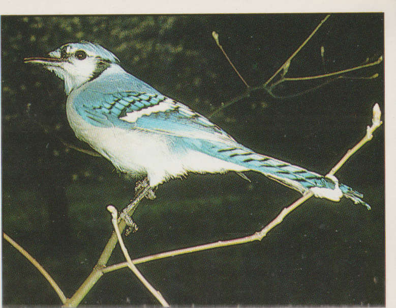 PANINI ANIMALS OF THE WORLD #21