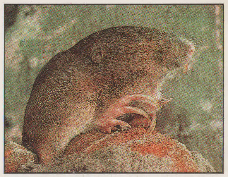 PANINI ANIMALS OF THE WORLD #22