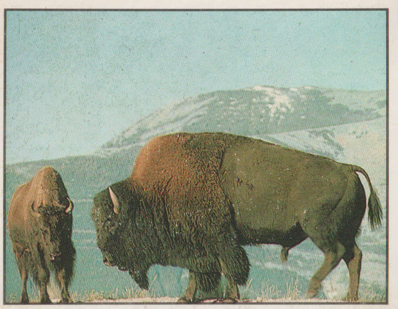 PANINI ANIMALS OF THE WORLD #23