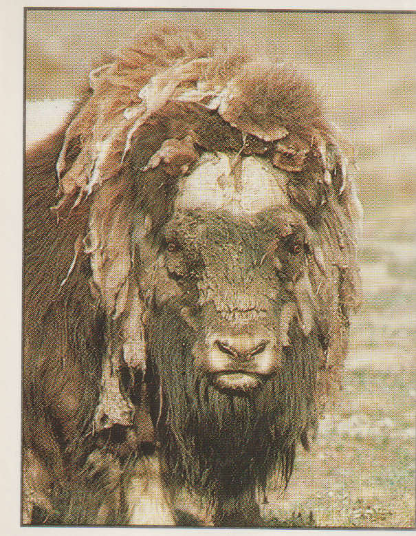 PANINI ANIMALS OF THE WORLD #24
