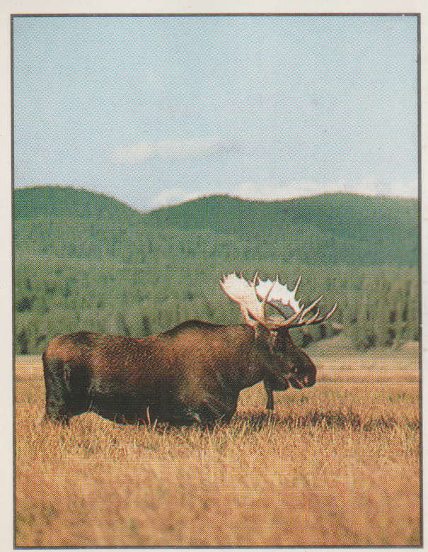 PANINI ANIMALS OF THE WORLD #25