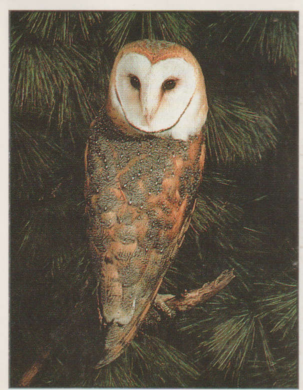 PANINI ANIMALS OF THE WORLD #29