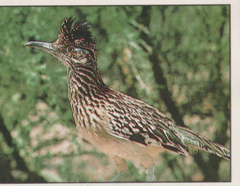 PANINI ANIMALS OF THE WORLD #30