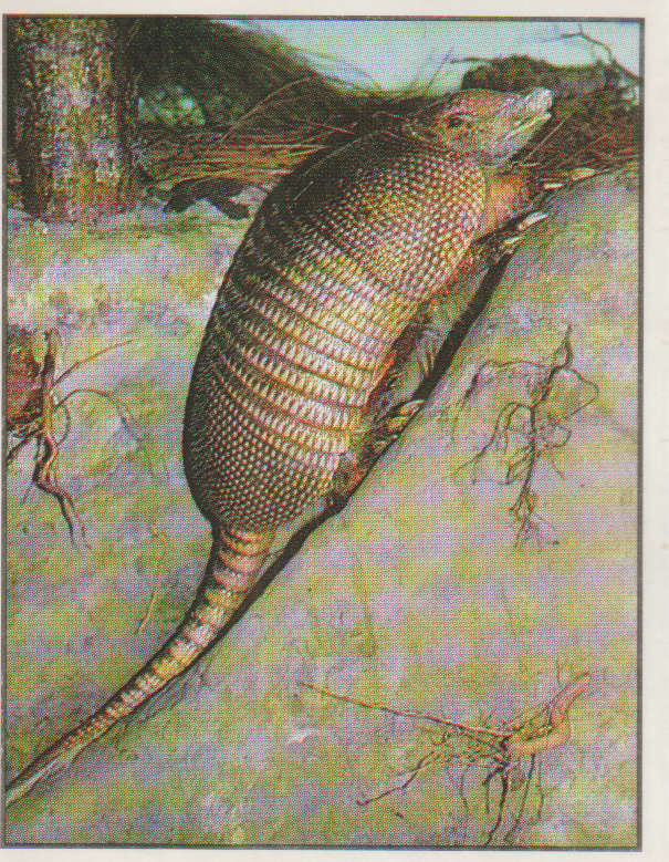 PANINI ANIMALS OF THE WORLD #31