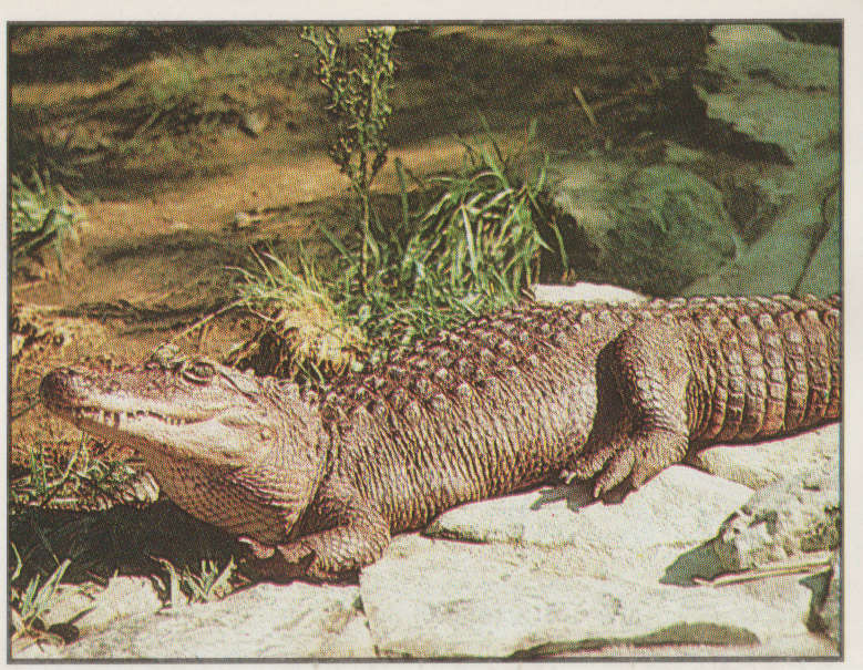 PANINI ANIMALS OF THE WORLD #33