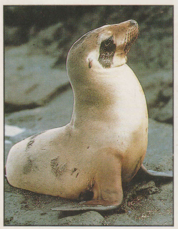 PANINI ANIMALS OF THE WORLD #34