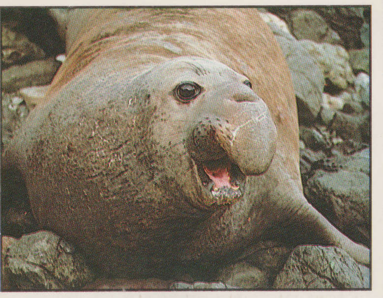 PANINI ANIMALS OF THE WORLD #35
