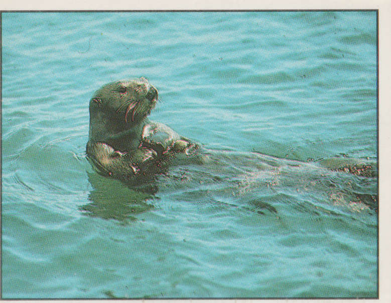 PANINI ANIMALS OF THE WORLD #36