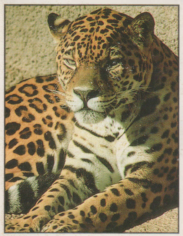 PANINI ANIMALS OF THE WORLD #37