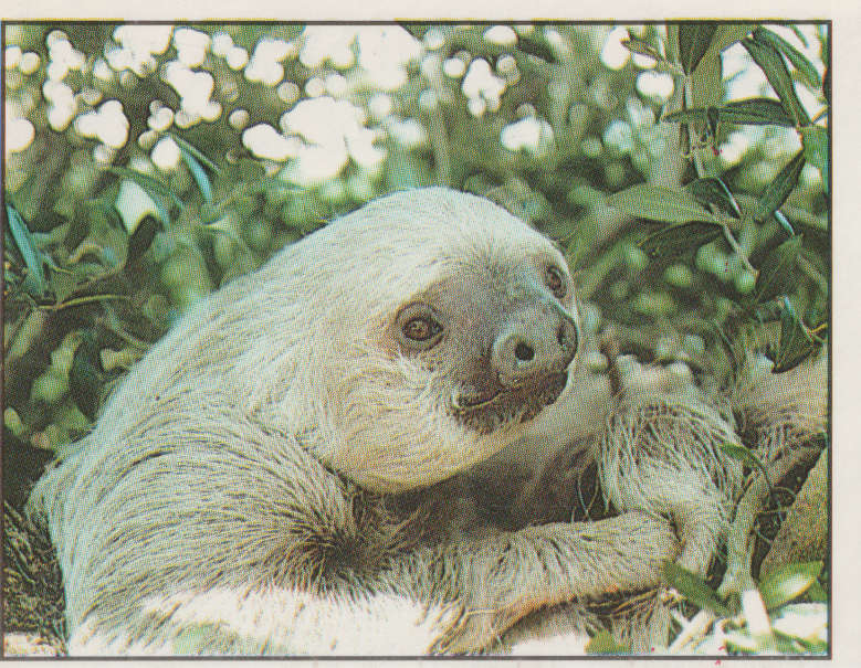 PANINI ANIMALS OF THE WORLD #38
