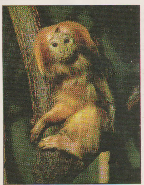 PANINI ANIMALS OF THE WORLD #39