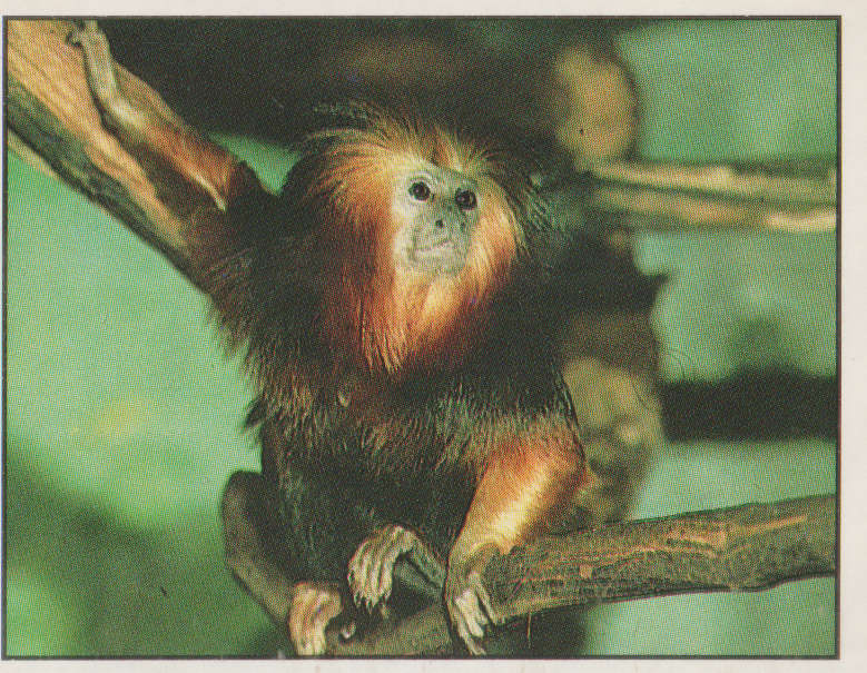 PANINI ANIMALS OF THE WORLD #40