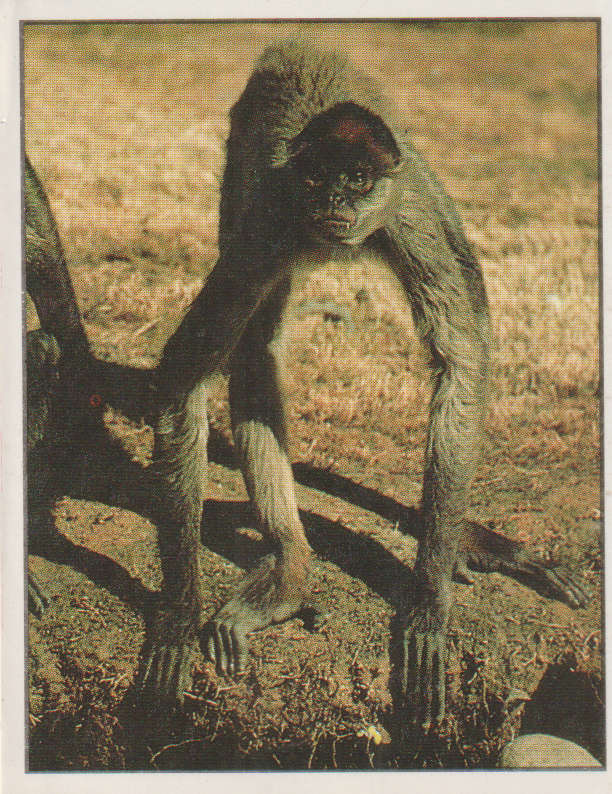 PANINI ANIMALS OF THE WORLD STICKER #41