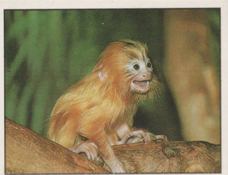 PANINI ANIMALS OF THE WORLD STICKER #42