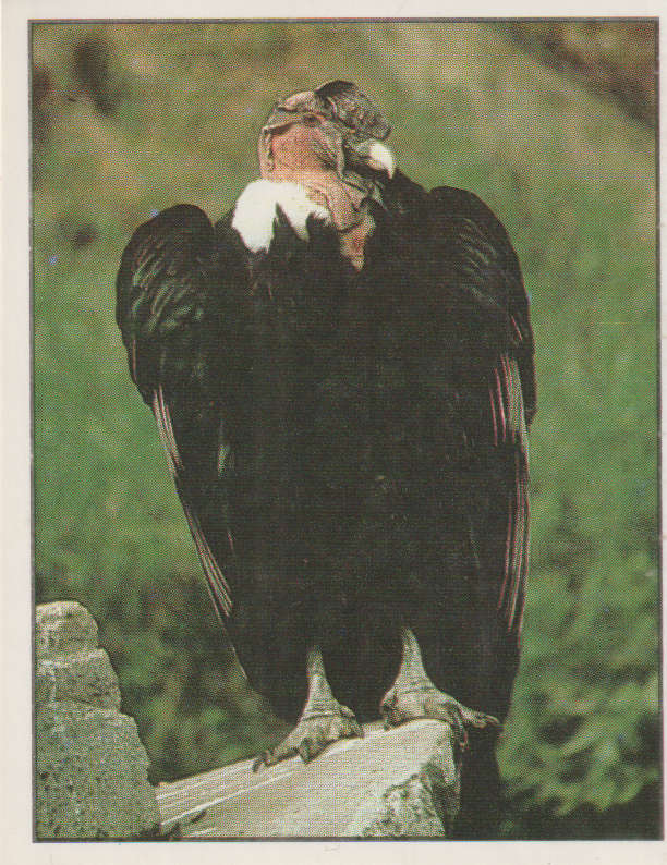 PANINI ANIMALS OF THE WORLD STICKER #43