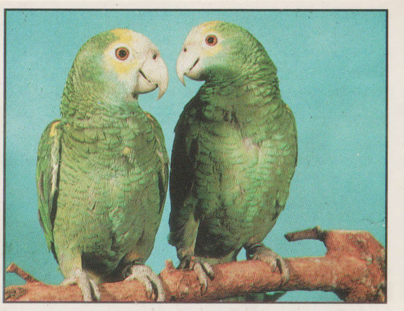 PANINI ANIMALS OF THE WORLD STICKER #44