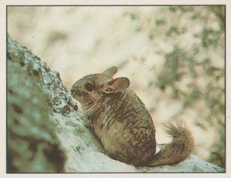 PANINI ANIMALS OF THE WORLD STICKER #45