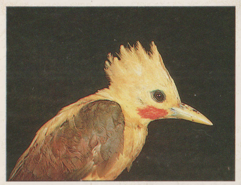 PANINI ANIMALS OF THE WORLD STICKER #46