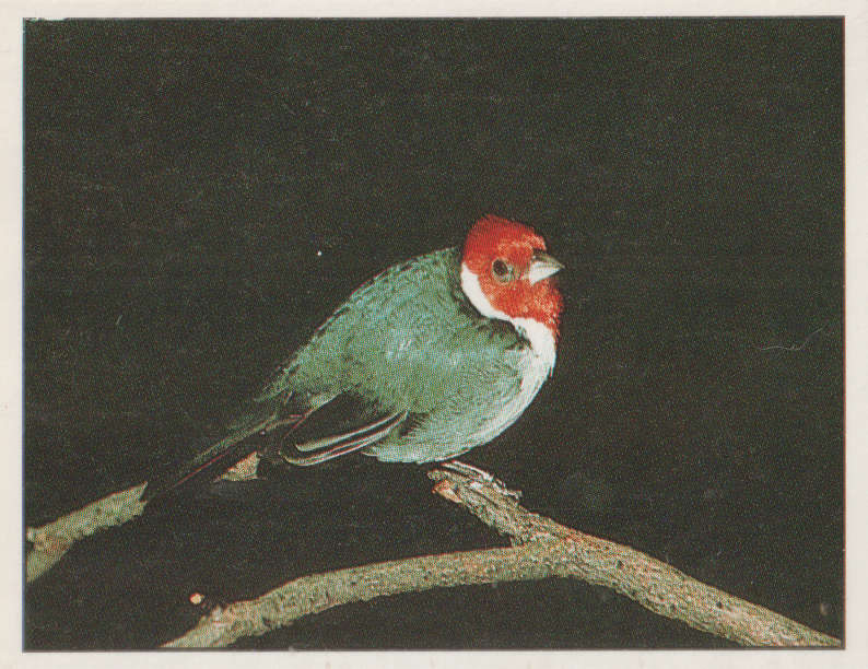 PANINI ANIMALS OF THE WORLD STICKER #47