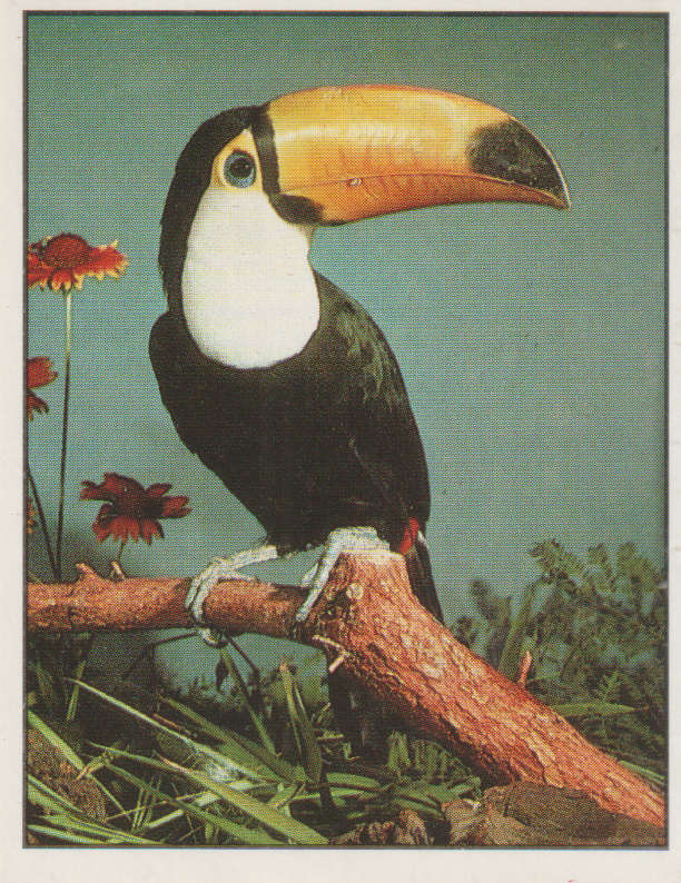 PANINI ANIMALS OF THE WORLD STICKER #48