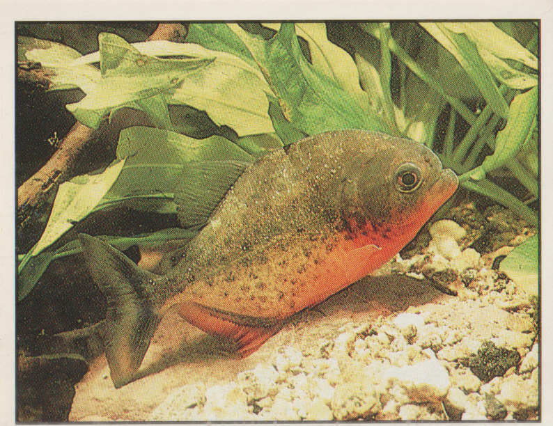 PANINI ANIMALS OF THE WORLD STICKER #49