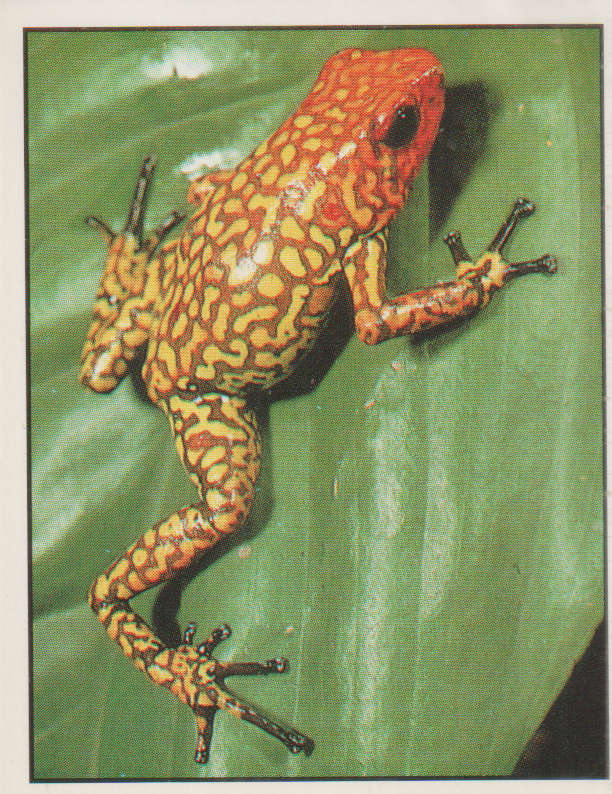 PANINI ANIMALS OF THE WORLD STICKER #50