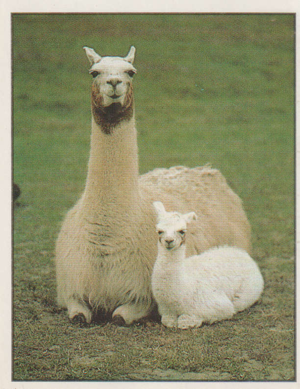 PANINI ANIMALS OF THE WORLD STICKER #52