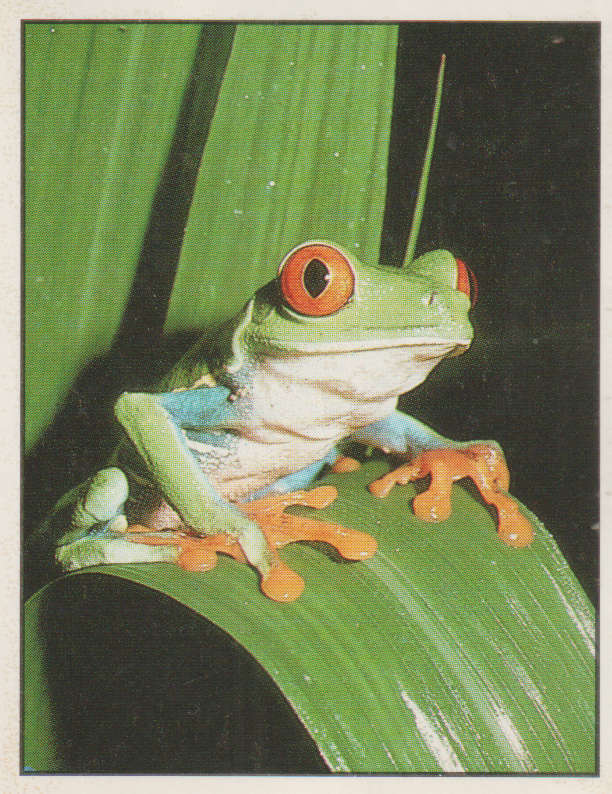 PANINI ANIMALS OF THE WORLD STICKER #53