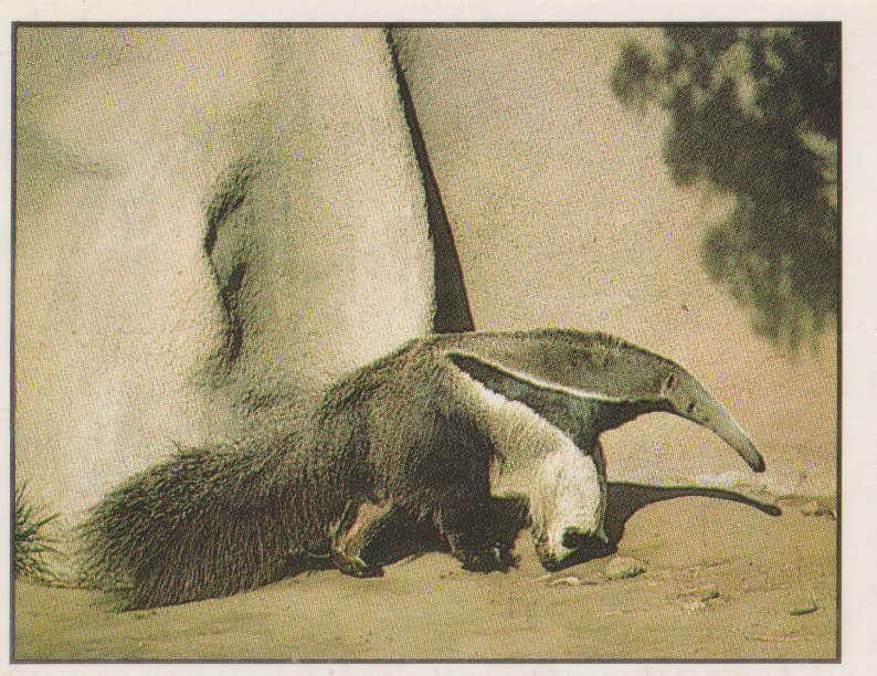 PANINI ANIMALS OF THE WORLD STICKER #54