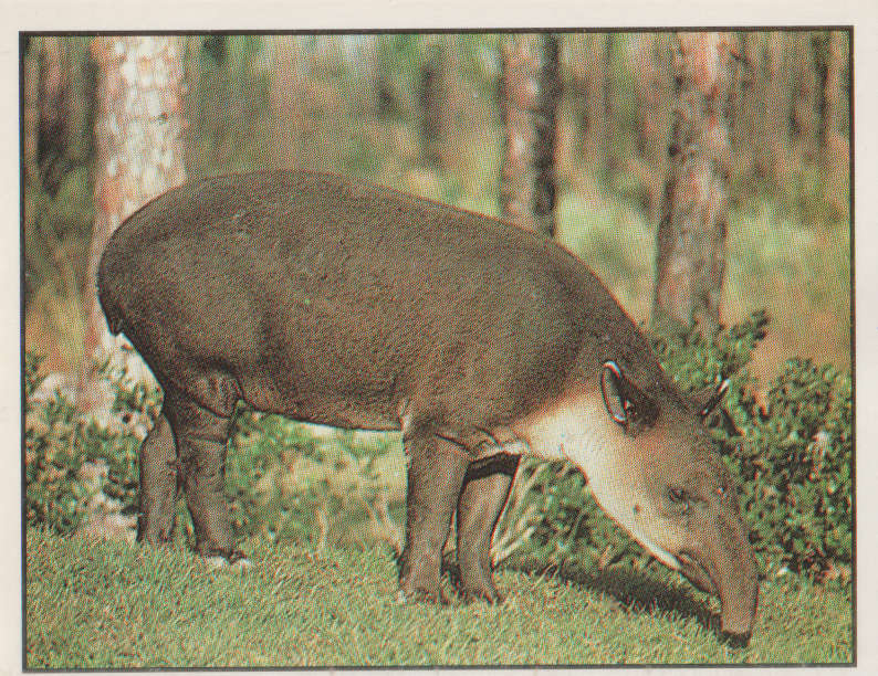 PANINI ANIMALS OF THE WORLD STICKER #55