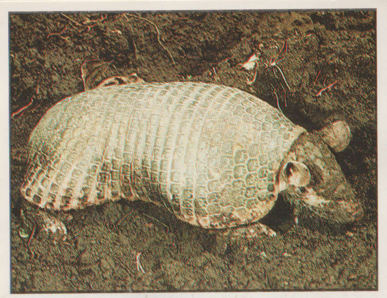 PANINI ANIMALS OF THE WORLD STICKER #56