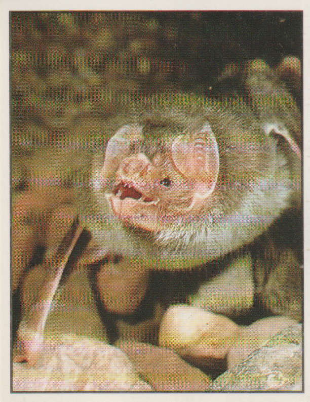 PANINI ANIMALS OF THE WORLD STICKER #57